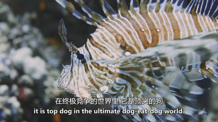 德国纪录片《狮子鱼：加勒比海新海盗 Lionfish: New Pirates of the Caribbean 2017》英语中英双字 无水印纯净版 1080P/MKV/4.56G 加勒比狮子鱼插图3