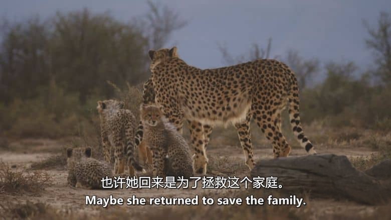 美国纪录片《猎豹的荣耀 A Cheetah’s Pride 2024》全3集 英语中英双字 无水印纯净版 1080P/MKV/8.37G 猎豹家族插图5 美国纪录片《猎豹的荣耀 A Cheetah’s Pride 2024》全3集 英语中英双字 无水印纯净版 1080P/MKV/8.37G 猎豹家族插图5