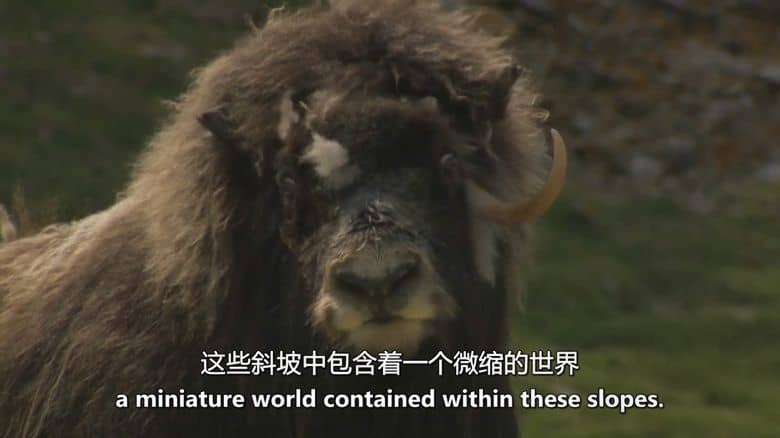 英国纪录片《格陵兰岛：边缘生存 Greenland: Survival at the Edge 2023》第一季全2集 英语中英双字 无水印纯净版 1080P/MKV/2.05G 格陵兰岛插图4