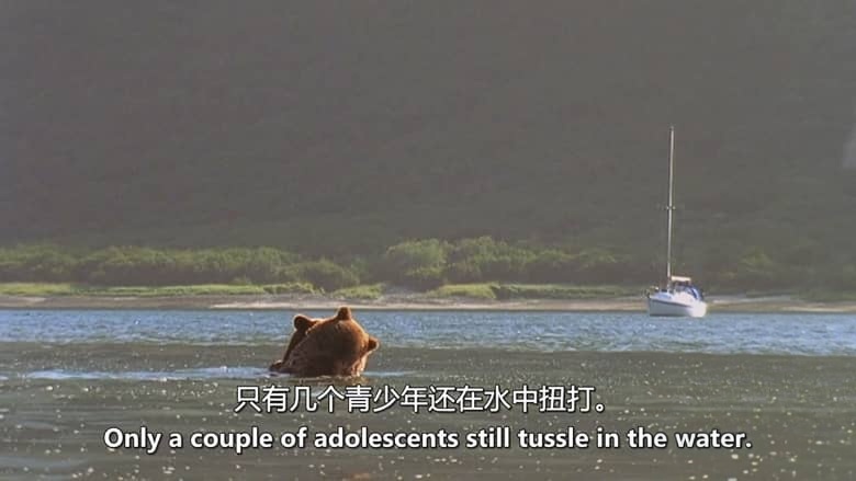 美国纪录片《巨型灰熊 Giant Grizzlies 2019》英语中英双字 无水印纯净版 1080P/MKV/4.85G 阿拉斯加巨型灰熊插图6