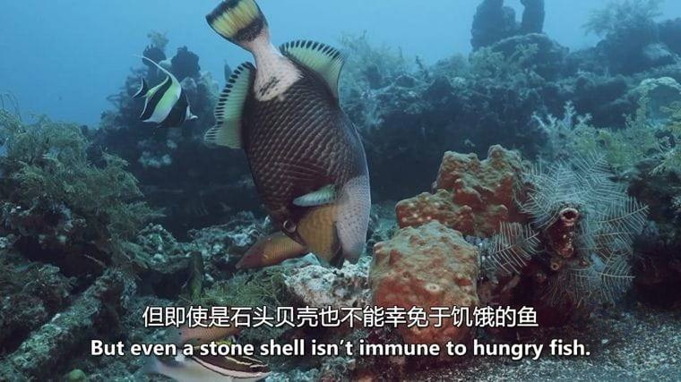 德国纪录片《狮子鱼：加勒比海新海盗 Lionfish: New Pirates of the Caribbean 2017》英语中英双字 无水印纯净版 1080P/MKV/4.56G 加勒比狮子鱼插图5
