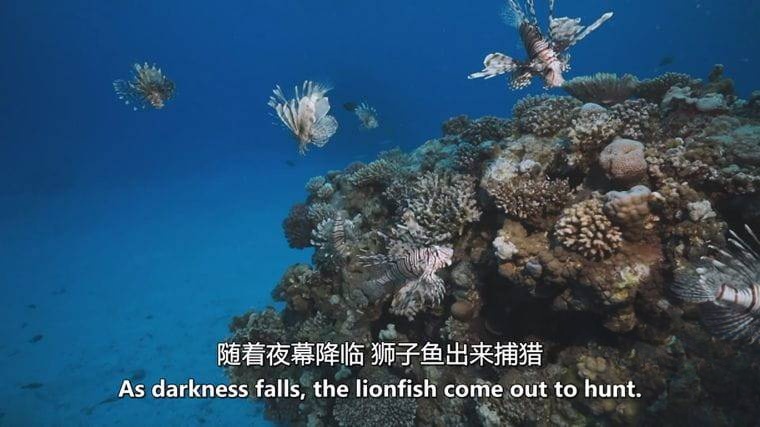 德国纪录片《狮子鱼：加勒比海新海盗 Lionfish: New Pirates of the Caribbean 2017》英语中英双字 无水印纯净版 1080P/MKV/4.56G 加勒比狮子鱼插图4