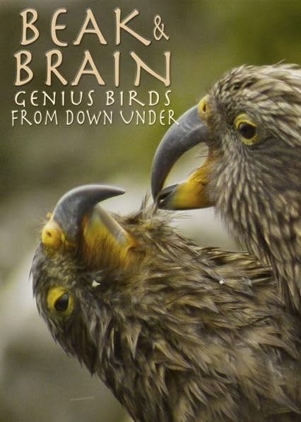 德国纪录片《喙与脑：使用工具的鸟类 Beak and Brain: Genius Birds from Down Under 2013》英语中英双字 1080P/MP4/1.44G 聪明的鸟类插图