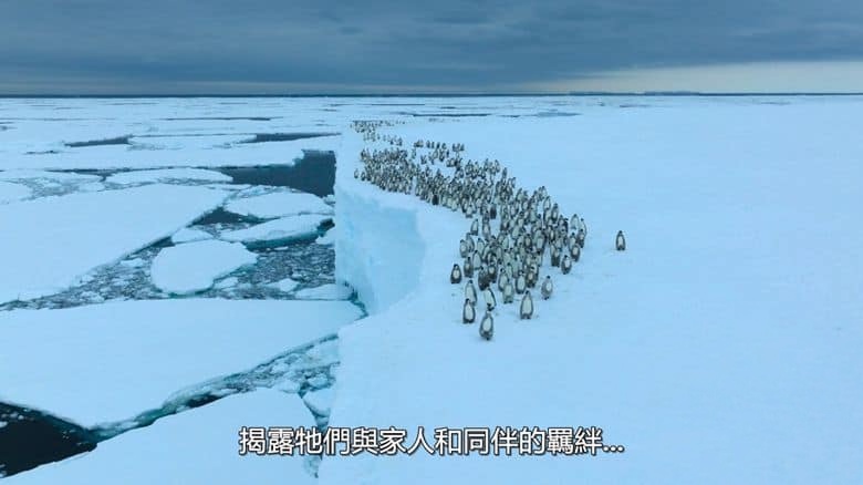 国家地理《企鹅之谜 Secrets of the Penguins 2025》全3集 英语多国中字 无水印纯净版 1080P/MKV/6.54G 企鹅之谜插图2