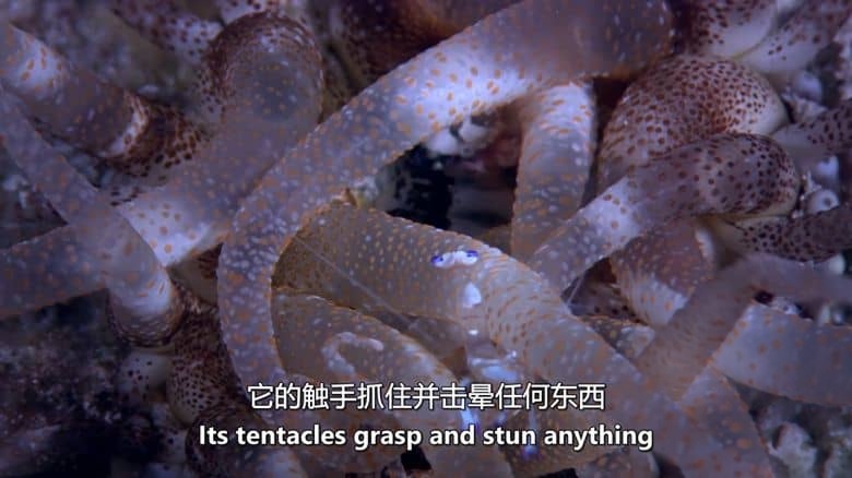 澳大利亚纪录片《荒蛮之地：太平洋 Wildest Places: Pacific 2019》第二季全4集 英语中英双字 无水印纯净版 1080P/MKV/14.3G 狂野太平洋插图5