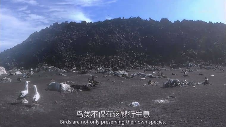 NHK纪录片《大地之源:西之岛 ORIGINS OF LAND: Nishinoshima Island 2016》英语中英双字 1080P/MP4/1.24G 日本西之岛插图4 NHK纪录片《大地之源:西之岛 ORIGINS OF LAND: Nishinoshima Island 2016》英语中英双字 1080P/MP4/1.24G 日本西之岛插图4