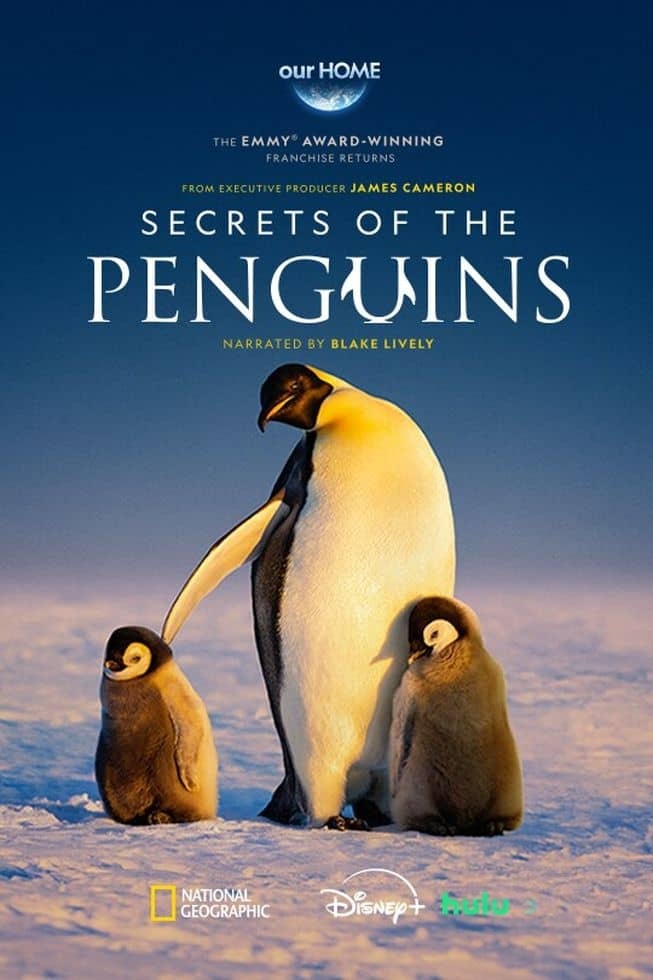 国家地理《企鹅秘境 Secrets of the Penguins 2025》全3集 英语中英双字 无水印纯净版 1080P/MKV/17.6G 企鹅之谜插图 国家地理《企鹅秘境 Secrets of the Penguins 2025》全3集 英语中英双字 无水印纯净版 1080P/MKV/17.6G 企鹅之谜插图