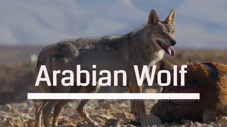 美国纪录片《沙漠生存者:阿拉伯狼 Desert Survivors: The Arabian Wolf 2016》英语中英双字 1080P/MP4/1.31G 阿拉伯狼插图 美国纪录片《沙漠生存者:阿拉伯狼 Desert Survivors: The Arabian Wolf 2016》英语中英双字 1080P/MP4/1.31G 阿拉伯狼插图