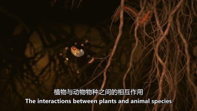 美国纪录片《地下的隐秘生命 Secret Life Underground 2014》全2集 英语中英双字 无水印纯净版 1080P/MKV/7.11G 地下生物插图5