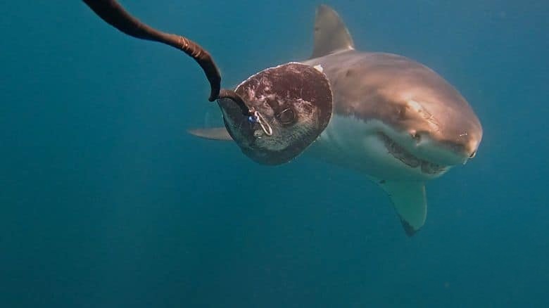 国家地理《北境狂鲨 Sharks of the North 2025》英语中英双字 无水印纯净版 1080P/MKV/2.25G 极北之鲨插图2
