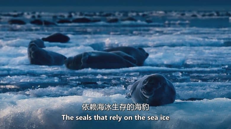 英国纪录片《史蒂夫·巴克肖的皇家北极挑战 Steve Backshall’s Royal Arctic Challenge 2025》英语中英双字 无水印纯净版 1080P/MKV/1.5G 北极探险插图3