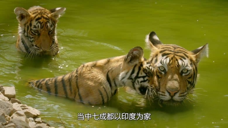 国家地理《印度狂野大猫 Wild Cats of India 2020》全2集 英语多国字幕 无水印纯净版 1080P/MKV/5.4G 印度猫科动物插图6 国家地理《印度狂野大猫 Wild Cats of India 2020》全2集 英语多国字幕 无水印纯净版 1080P/MKV/5.4G 印度猫科动物插图6