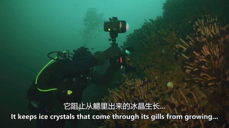 Sky纪录片《深潜北美 Deep Dive North America 2025》全6集 英语中英双字 无水印纯净版 1080P/MKV/16.9G 北美水上伊甸园插图3