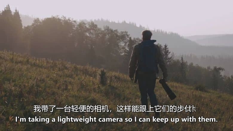 BBC纪录片《荒野奔马:落基山与我 Wild Horses, the Rockies and Me 2025》英语中英双字 无水印纯净版 1080P/MKV/1.14G 落基山野马插图5 BBC纪录片《荒野奔马:落基山与我 Wild Horses, the Rockies and Me 2025》英语中英双字 无水印纯净版 1080P/MKV/1.14G 落基山野马插图5