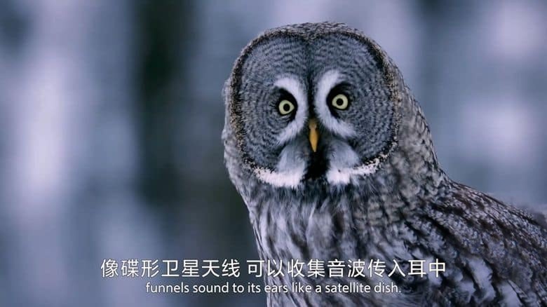 国家地理《荒野、智慧与致命杀机 Wild, Smart, and Deadly 2024》全6集 英语中英双字 无水印纯净版 1080P/MP4/2.89G 动物生存进化插图4