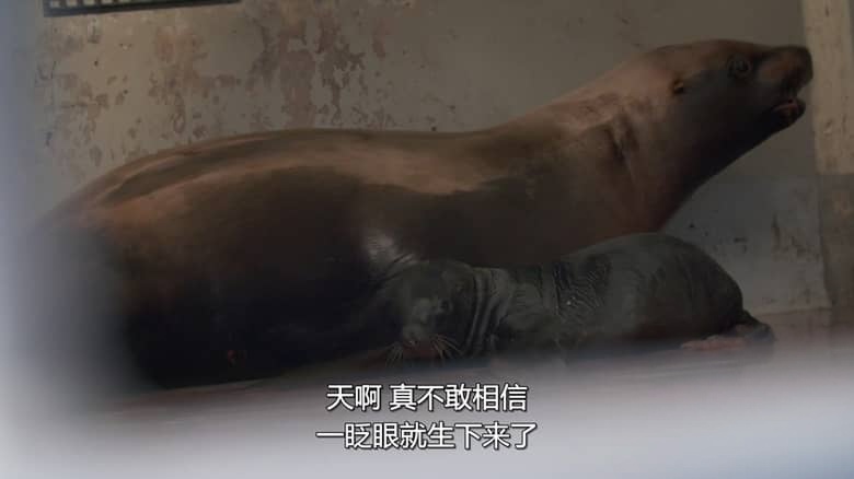 国家地理《阿拉斯加野生动物救援 Alaska Animal Rescue 2020》第二季全8集 英语中英双字 无水印纯净版 1080P/MKV/19.8G 动物救援插图2 国家地理《阿拉斯加野生动物救援 Alaska Animal Rescue 2020》第二季全8集 英语中英双字 无水印纯净版 1080P/MKV/19.8G 动物救援插图2