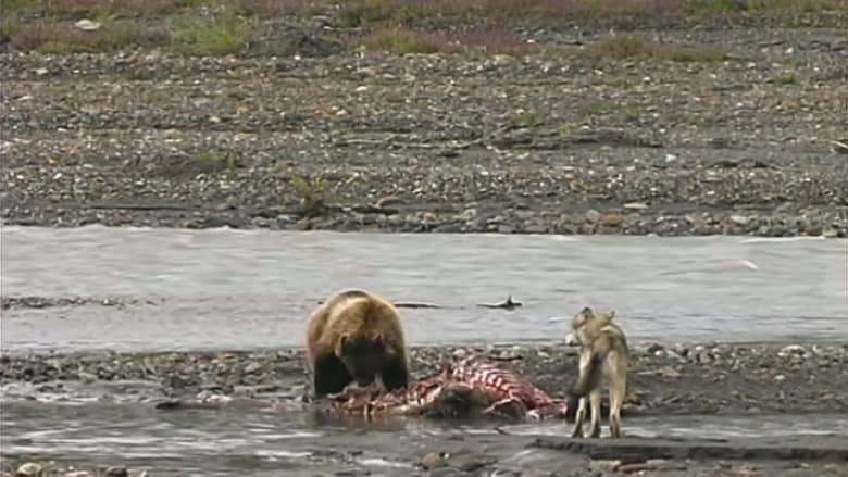 美国纪录片《巨型灰熊 Giant Grizzlies 2019》英语中英双字 无水印纯净版 1080P/MKV/4.85G 阿拉斯加巨型灰熊插图2