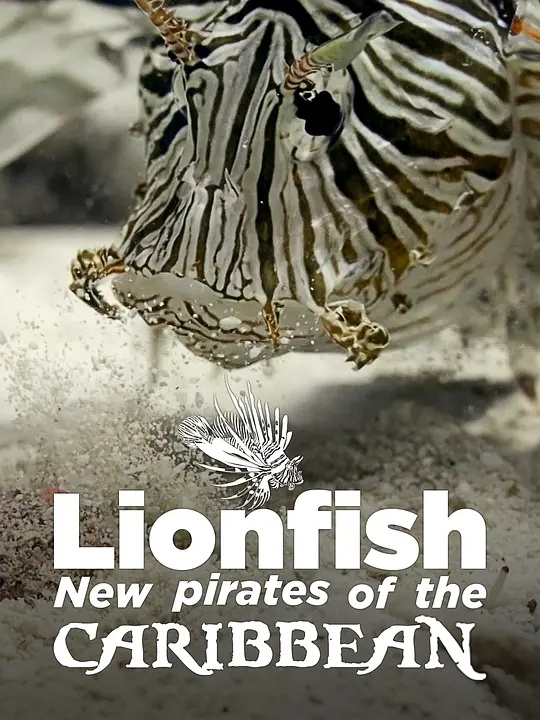 德国纪录片《狮子鱼：加勒比海新海盗 Lionfish: New Pirates of the Caribbean 2017》英语中英双字 无水印纯净版 1080P/MKV/4.56G 加勒比狮子鱼插图
