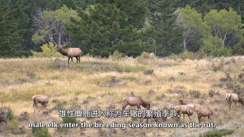 美国纪录片《麋鹿国度 Elk Country 2025》英语中英双字 无水印纯净版 1080P/MKV/3.34G 北美麋鹿插图2 美国纪录片《麋鹿国度 Elk Country 2025》英语中英双字 无水印纯净版 1080P/MKV/3.34G 北美麋鹿插图2