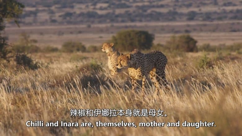 美国纪录片《猎豹的荣耀 A Cheetah’s Pride 2024》全3集 英语中英双字 无水印纯净版 1080P/MKV/8.37G 猎豹家族插图3 美国纪录片《猎豹的荣耀 A Cheetah’s Pride 2024》全3集 英语中英双字 无水印纯净版 1080P/MKV/8.37G 猎豹家族插图3