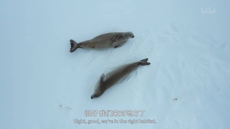国家地理纪录片《贝尔蒂·格雷戈里：与动物零距离 Animals Up Close with Bertie Gregory 2023》第一季全6集 英语中英双字 4K超清/2160P/MKV/33.8G 动物零距离插图4