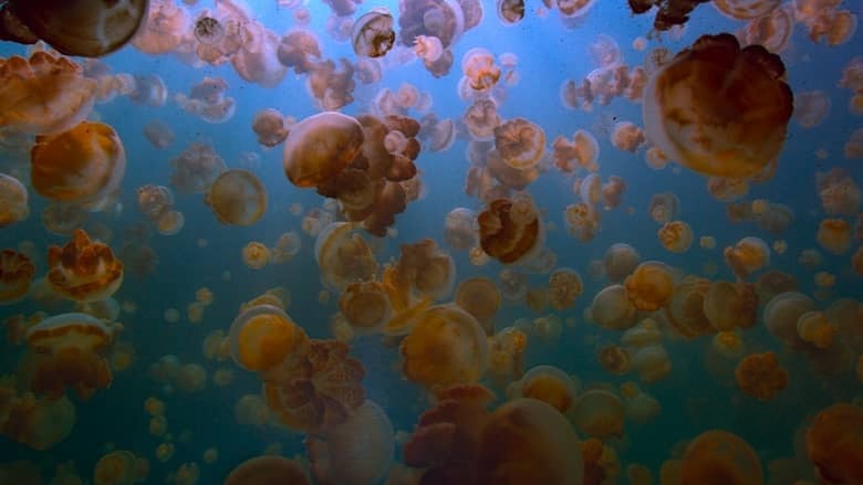 美国纪录片《最后的珊瑚礁 The Last Reef: Cities Beneath the Sea 2012》英语中英双字 4K蓝光原盘收藏版 4K超清/2160P/MP4/18.6G 消失的海底之城插图4