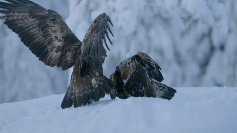 PBS纪录片《大自然的魔法之旅 Raptors – A Fistful of Daggers 2024》全2集 英语中英双字 无水印纯净版 1080P/MKV/6.31G 猛禽插图3