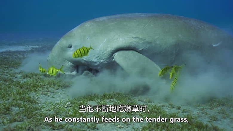 Sky纪录片《珊瑚之城 Coral City 2025》全4集 英语中英双字 无水印纯净版 1080P/MKV/11.2G 珊瑚城插图7 Sky纪录片《珊瑚之城 Coral City 2025》全4集 英语中英双字 无水印纯净版 1080P/MKV/11.2G 珊瑚城插图7
