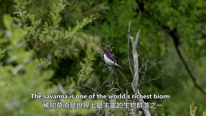 史密森尼频道《野性标志 Wildlife Icons 2015》全8集 英语中英双字 无水印纯净版 1080P/MKV/12.1G 非凡的野生动物插图1 史密森尼频道《野性标志 Wildlife Icons 2015》全8集 英语中英双字 无水印纯净版 1080P/MKV/12.1G 非凡的野生动物插图1
