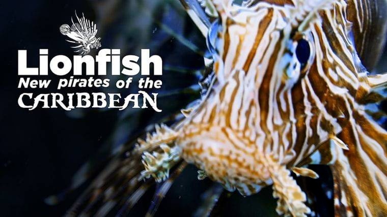德国纪录片《狮子鱼：加勒比海新海盗 Lionfish: New Pirates of the Caribbean 2017》英语中英双字 无水印纯净版 1080P/MKV/4.56G 加勒比狮子鱼插图1