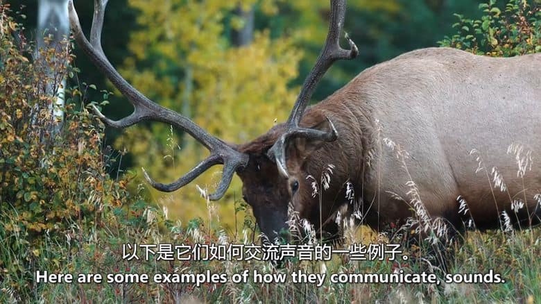 美国纪录片《麋鹿国度 Elk Country 2025》英语中英双字 无水印纯净版 1080P/MKV/3.34G 北美麋鹿插图3 美国纪录片《麋鹿国度 Elk Country 2025》英语中英双字 无水印纯净版 1080P/MKV/3.34G 北美麋鹿插图3