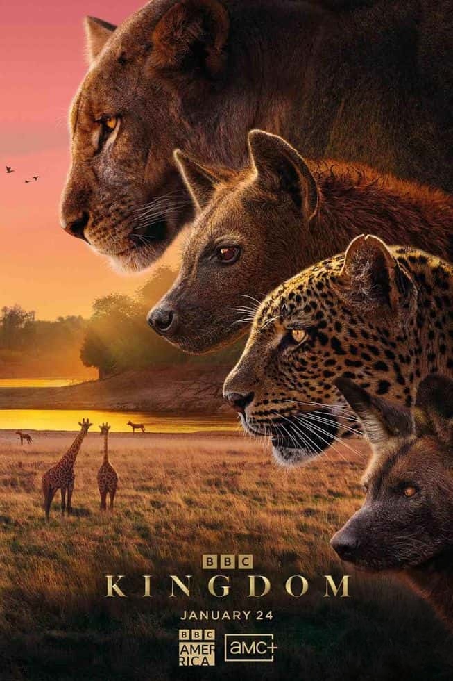 BBC纪录片《动物王国 Kingdom 2025》全6集 英语中英双字 无水印纯净版 1080P/MKV/5.68G 赞比亚国家公园插图 BBC纪录片《动物王国 Kingdom 2025》全6集 英语中英双字 无水印纯净版 1080P/MKV/5.68G 赞比亚国家公园插图