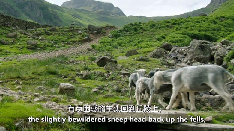 BBC纪录片《湖区：狂野之年 The Lake District: A Wild Year 2017》英语中英双字 无水印纯净版 1080P/MKV/2.23G 湖泊生态插图4