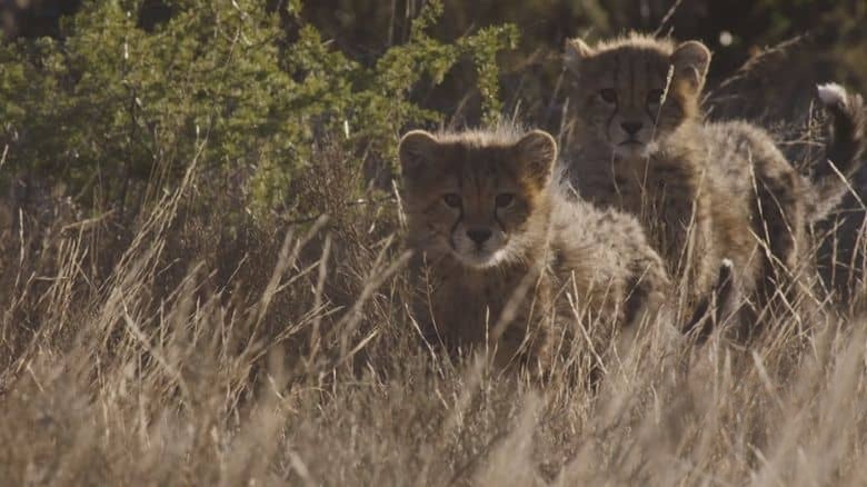 美国纪录片《猎豹的荣耀 A Cheetah’s Pride 2024》全3集 英语中英双字 无水印纯净版 1080P/MKV/8.37G 猎豹家族插图4 美国纪录片《猎豹的荣耀 A Cheetah’s Pride 2024》全3集 英语中英双字 无水印纯净版 1080P/MKV/8.37G 猎豹家族插图4