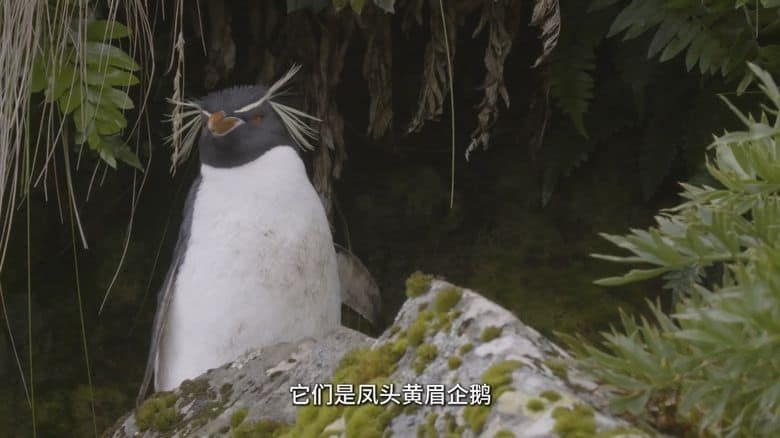 新西兰纪录片《探秘企鹅王国 Penguin Central 2019》国语中字 无水印纯净版 4K超清/2160P/MKV/1.1G 新西兰企鹅王国插图1