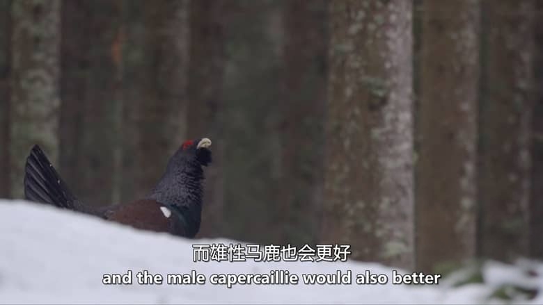 德国纪录片《山中之王:金雕 King of the Mountains:Golden Eagle 2015》英语中英双字 无水印纯净版 1080P/MKV/3.34G 金雕插图3 德国纪录片《山中之王:金雕 King of the Mountains:Golden Eagle 2015》英语中英双字 无水印纯净版 1080P/MKV/3.34G 金雕插图3