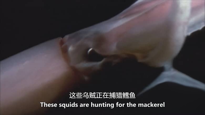 美国纪录片《巨人的领域：神秘的头足类动物 In the Realm of the Giants: Mysterious Cephalopods 2013》英语中英双字 无水印纯净版 1080P/MKV/3.17G 头足类动物插图3