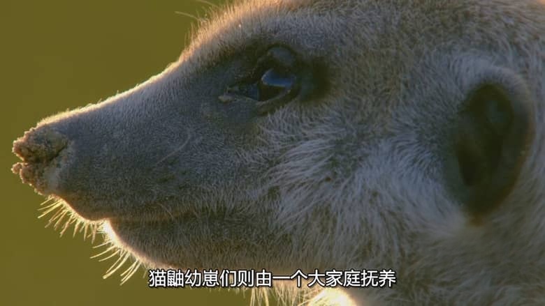 国家地理《非洲原野育成记 Born In Africa 2018》全3集 多国语言多国字幕 无水印纯净版 720P/MKV/7.59G 动物幼崽育成插图4 国家地理《非洲原野育成记 Born In Africa 2018》全3集 多国语言多国字幕 无水印纯净版 720P/MKV/7.59G 动物幼崽育成插图4