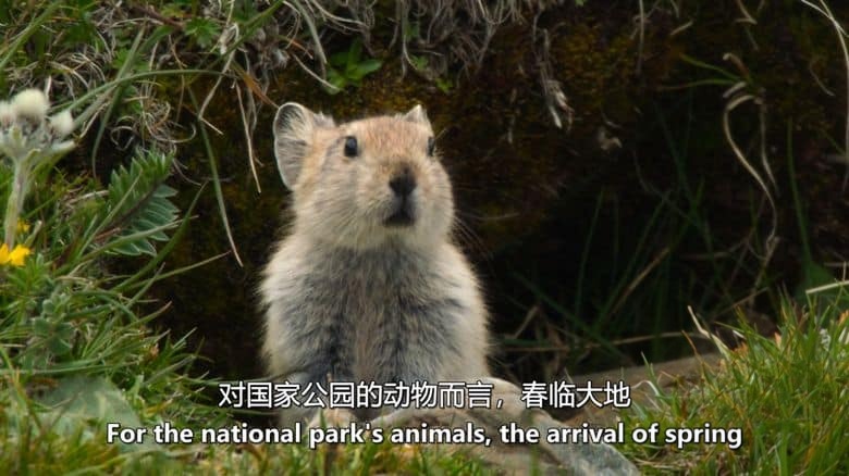 BBC纪录片《中国：自然古国 China：Nature’s Ancient Kingdom 2021》全3集 英语中英双字 无水印纯净版 1080P/MKV/9.91G 中国自然生态插图4