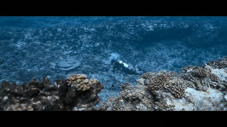 美国纪录片《鲨语者 Shark Whisperer 2025》英语多国字幕 无水印纯净版 1080P/MKV/3.57G 鲨鱼保护插图3 美国纪录片《鲨语者 Shark Whisperer 2025》英语多国字幕 无水印纯净版 1080P/MKV/3.57G 鲨鱼保护插图3