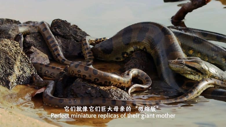 国家地理《蟒蛇：沉默杀手 Anaconda: Silent Killer 2014》英语中英双字 4K超清/2160P/MP4/1.49G 蟒蛇纪录片插图6