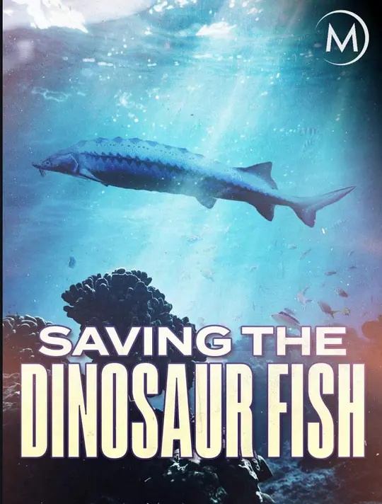 美国纪录片《濒危远古大鱼 Saving the Dinosaur Fish 2020》英语中英双字 无水印纯净版 1080P/MKV/2.94G 濒危鲟鱼插图 美国纪录片《濒危远古大鱼 Saving the Dinosaur Fish 2020》英语中英双字 无水印纯净版 1080P/MKV/2.94G 濒危鲟鱼插图