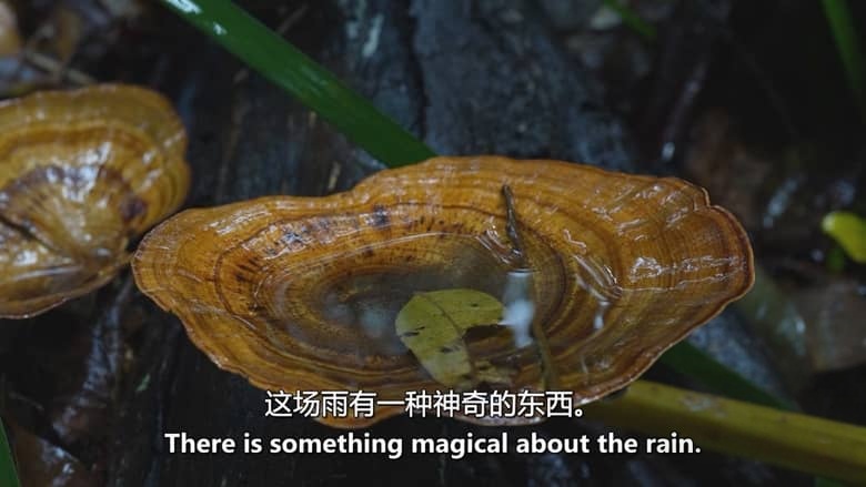 澳大利亚纪录片《与雨共舞 Follow the Rain 2024》英语中英双字 无水印纯净版 1080P/MKV/1.41G 大自然的秘密插图4 澳大利亚纪录片《与雨共舞 Follow the Rain 2024》英语中英双字 无水印纯净版 1080P/MKV/1.41G 大自然的秘密插图4