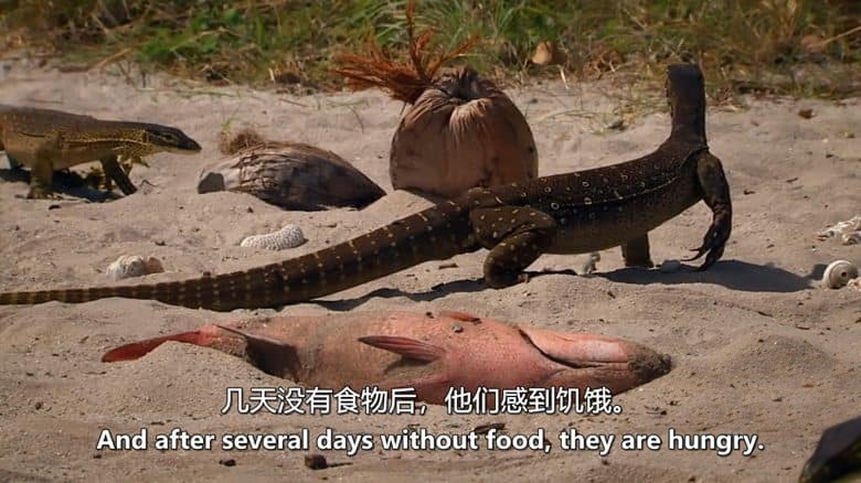 国家地理《澳大利亚的致命怪物 Australias Deadly Monsters 2017》全3集 英语中英双字 无水印纯净版 1080P/MKV/8.19G 致命动物插图3