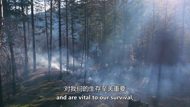 美国纪录片《美国森林大火:不为人知的故事 American Forest Fires: The Untold Story 2022》全4集 英语中英双字 无水印纯净版 1080P/MKV/11.4G美国森林大火插图2 美国纪录片《美国森林大火:不为人知的故事 American Forest Fires: The Untold Story 2022》全4集 英语中英双字 无水印纯净版 1080P/MKV/11.4G美国森林大火插图2