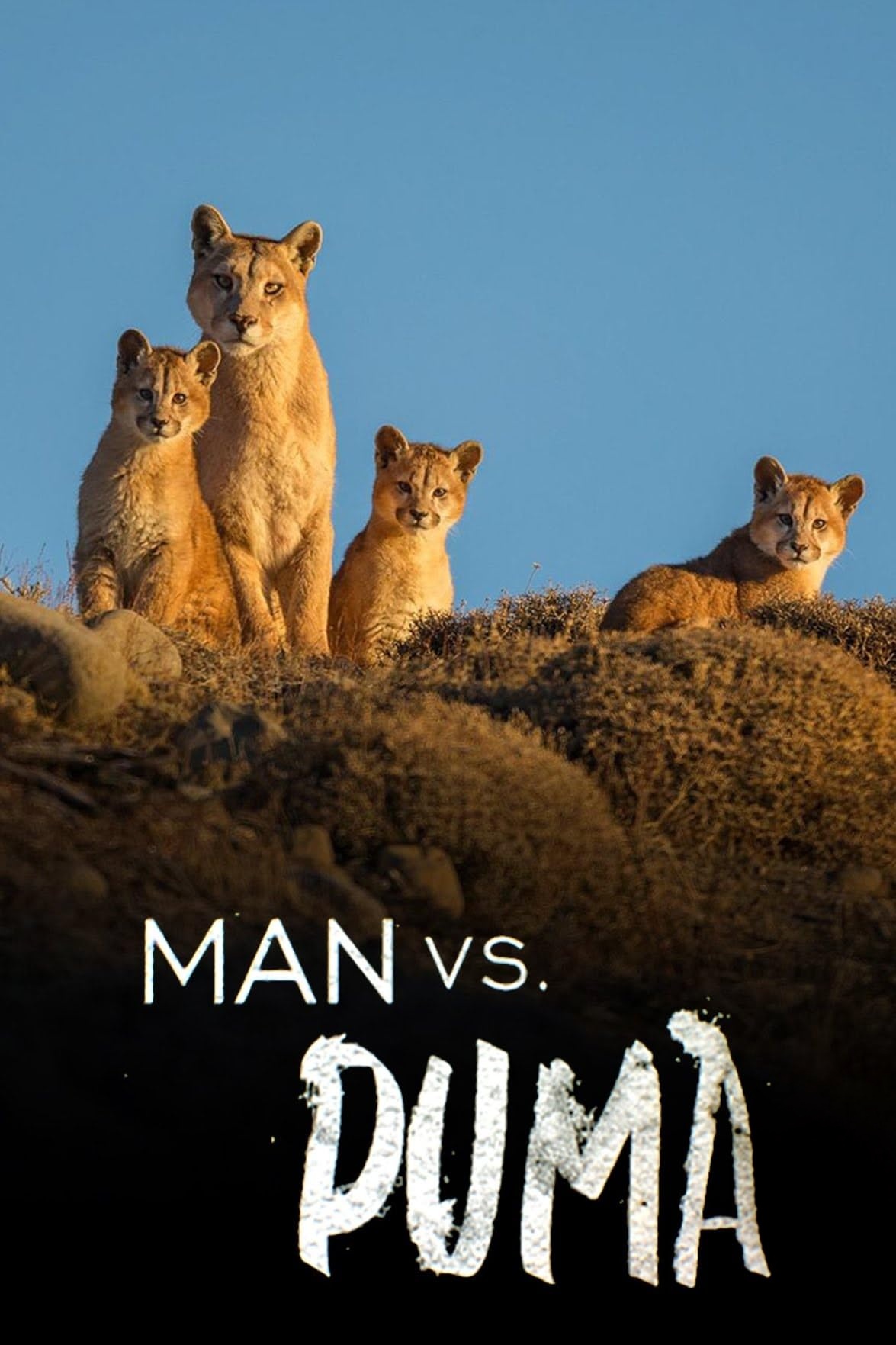 国家地理《对战美洲狮 Man vs. Puma 2018》英语中英双字 1080P/MP4/1.87G 美洲狮插图 国家地理《对战美洲狮 Man vs. Puma 2018》英语中英双字 1080P/MP4/1.87G 美洲狮插图