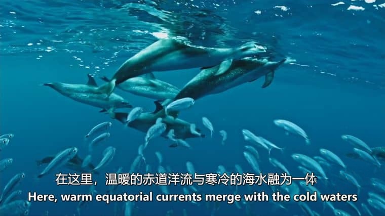 德国纪录片《探索加那利群岛 The Canary Islands 2016》全2集 英语中英双字 无水印纯净版 1080P/MKV/5.15G 加那利群岛插图1 德国纪录片《探索加那利群岛 The Canary Islands 2016》全2集 英语中英双字 无水印纯净版 1080P/MKV/5.15G 加那利群岛插图1