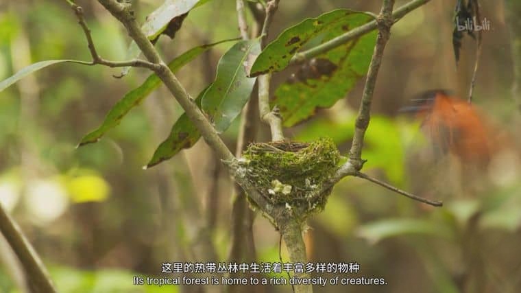 国家地理《黑猩猩学院 Chimp School 2016》英语中英双字 1080P/MP4/1.9G 塞拉利昂黑猩猩插图1