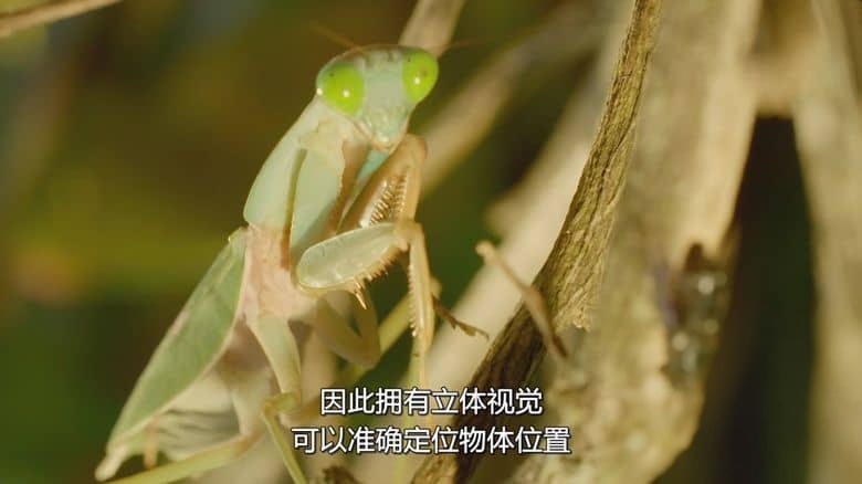 新加坡纪录片《野生城市:秘密世界 Wild City: Secret World 2019》英语多国字幕 无水印纯净版 1080P/MKV/1.76G 野生城市插图2 新加坡纪录片《野生城市:秘密世界 Wild City: Secret World 2019》英语多国字幕 无水印纯净版 1080P/MKV/1.76G 野生城市插图2