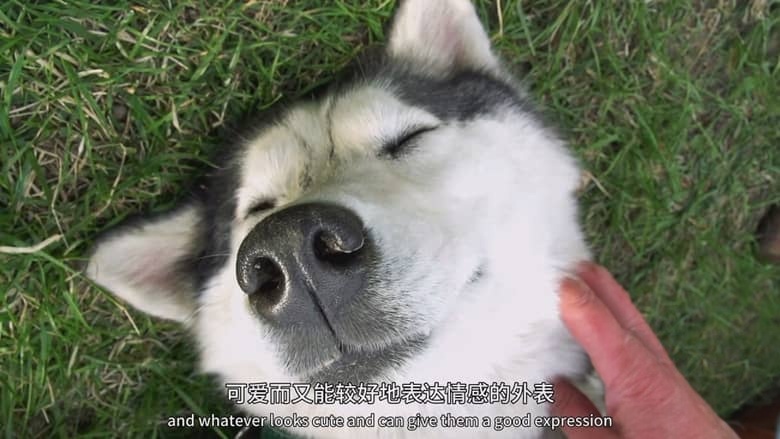 国家地理《狗狗体型之谜 How Dogs Got Their Shapes 2016》英语中英双字 1080P/MP4/1.89G 狗狗插图2 国家地理《狗狗体型之谜 How Dogs Got Their Shapes 2016》英语中英双字 1080P/MP4/1.89G 狗狗插图2